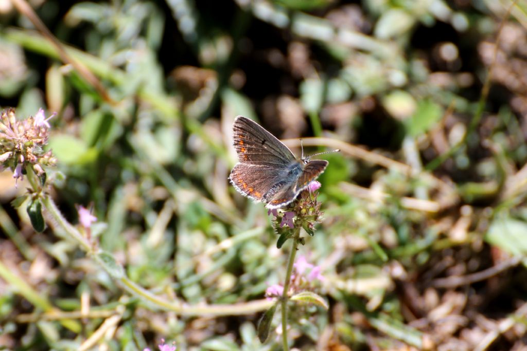 Polyommatus thersites? No, Aricia allous